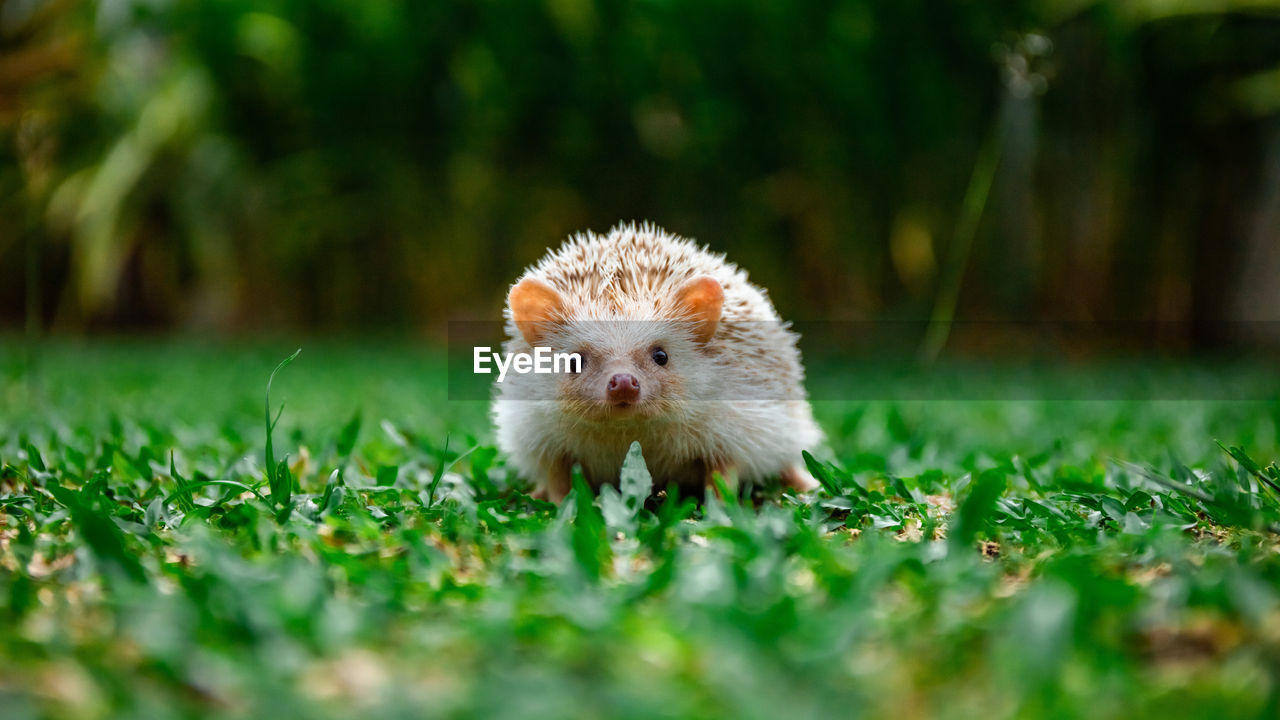 Portrait of hedgehog on field