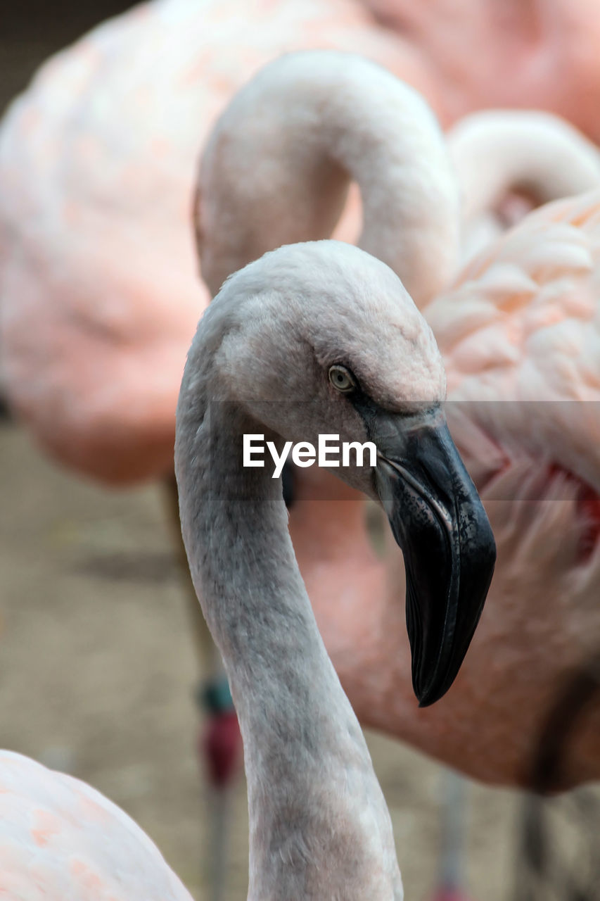 Close-up of flamingo