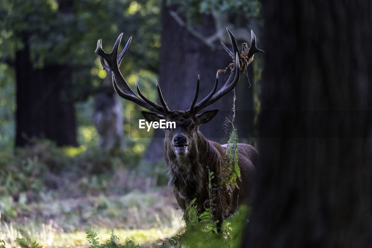 CLOSE-UP OF DEER AGAINST TREE