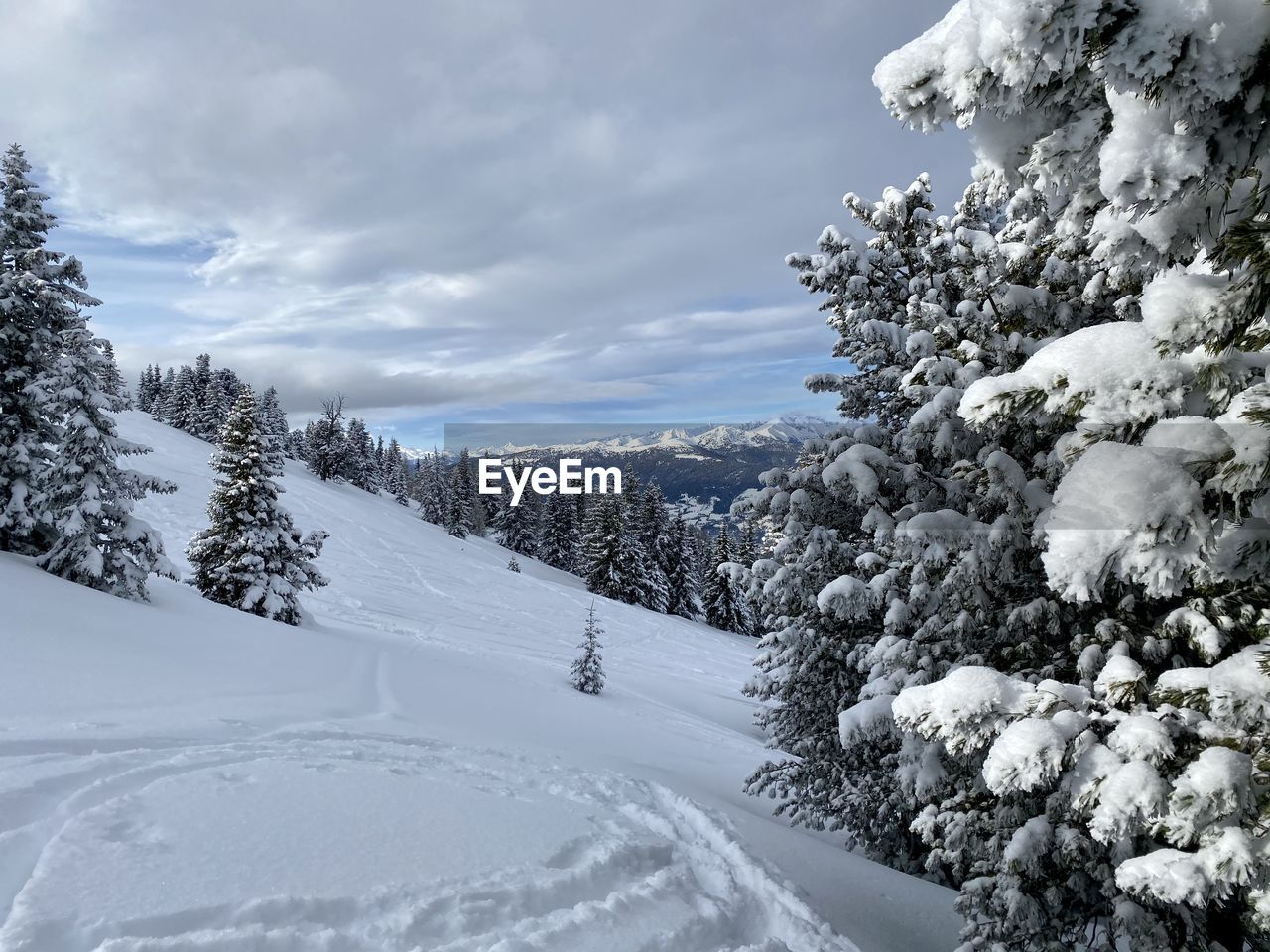 SNOW COVERED PINE TREES AGAINST SKY DURING WINTER