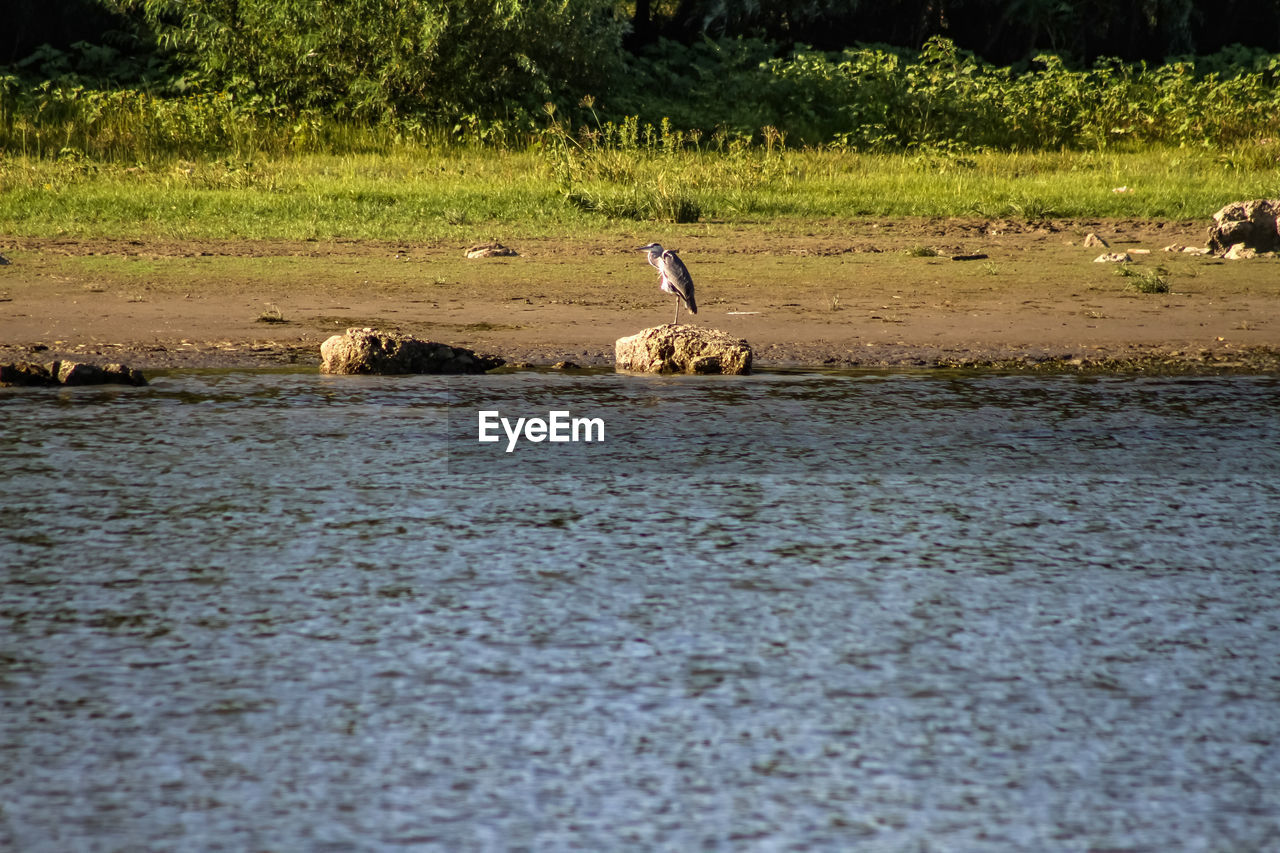 BIRD IN SHALLOW WATER