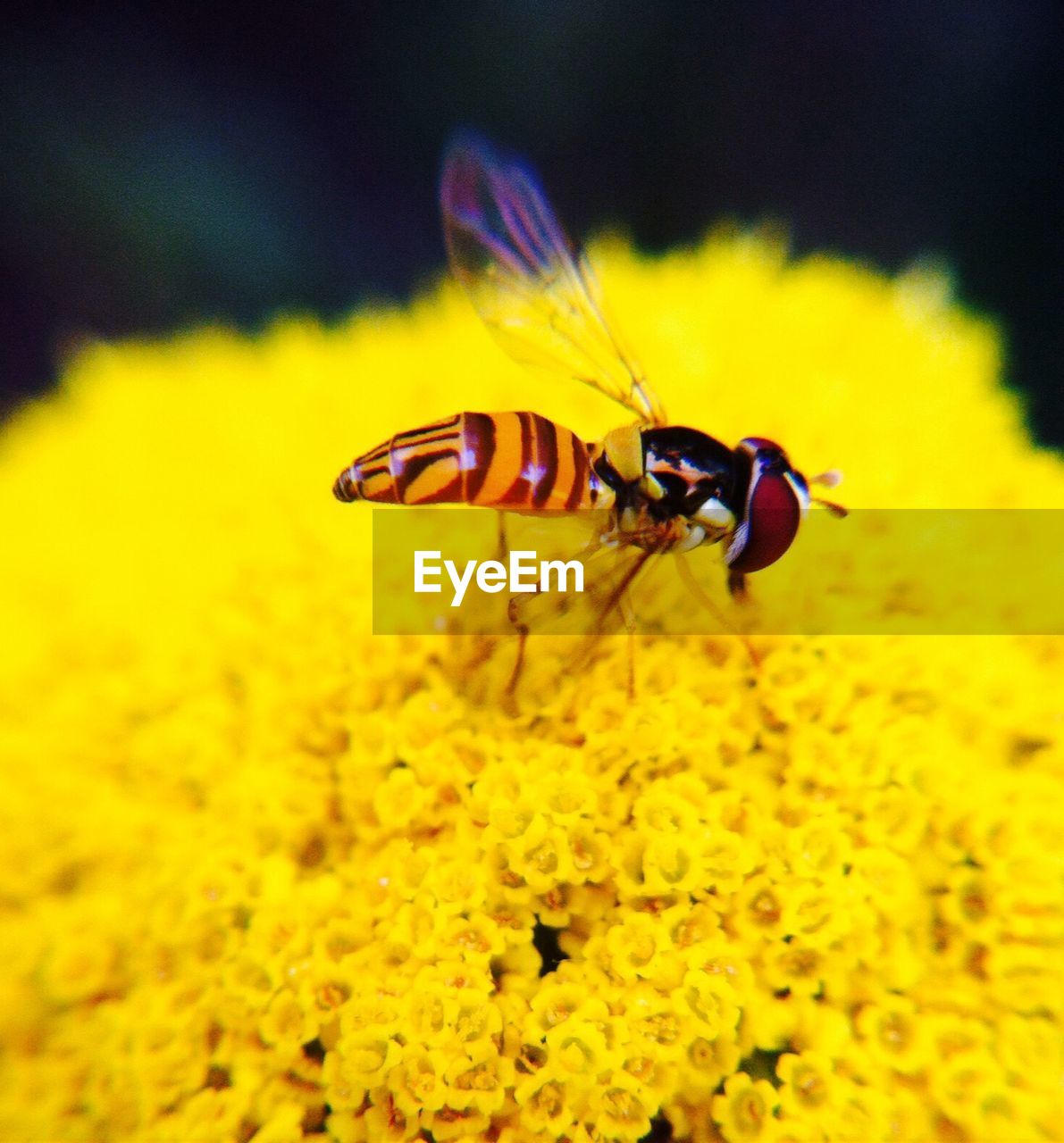 Bee on yellow flowers