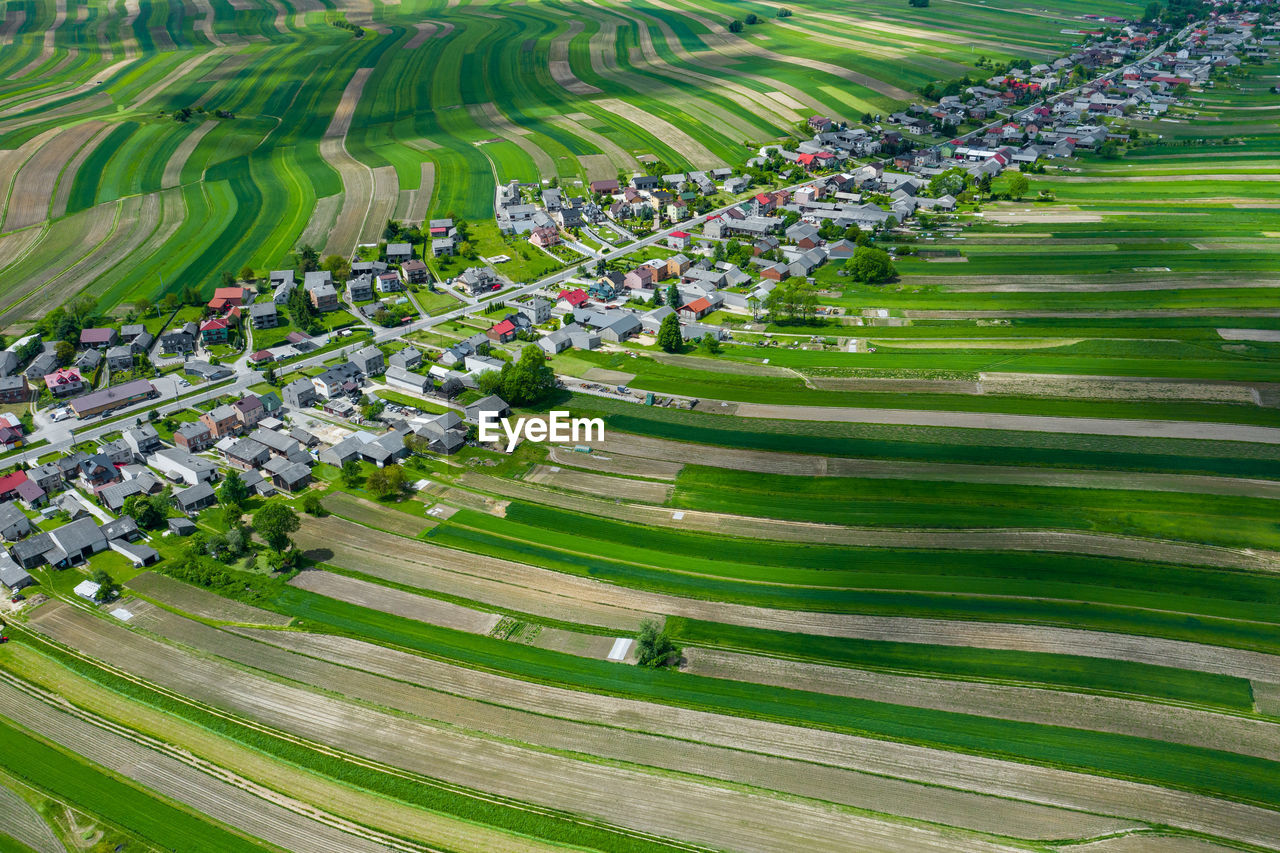 HIGH ANGLE VIEW OF PLANTS ON FIELD