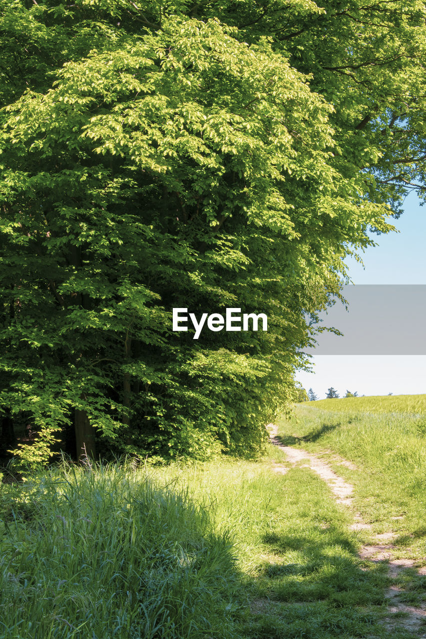 TREES GROWING ON FIELD