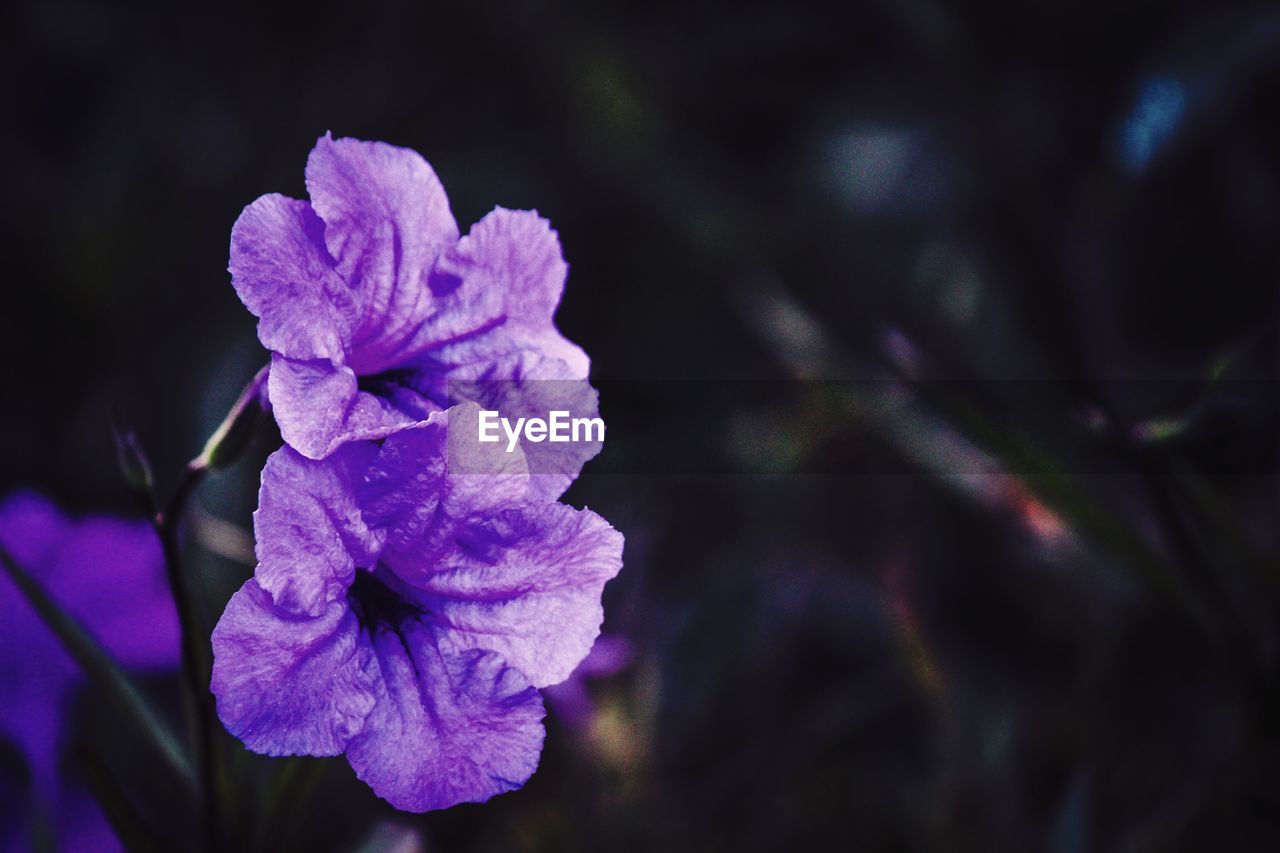 Close-up of purple flowers blooming outdoors