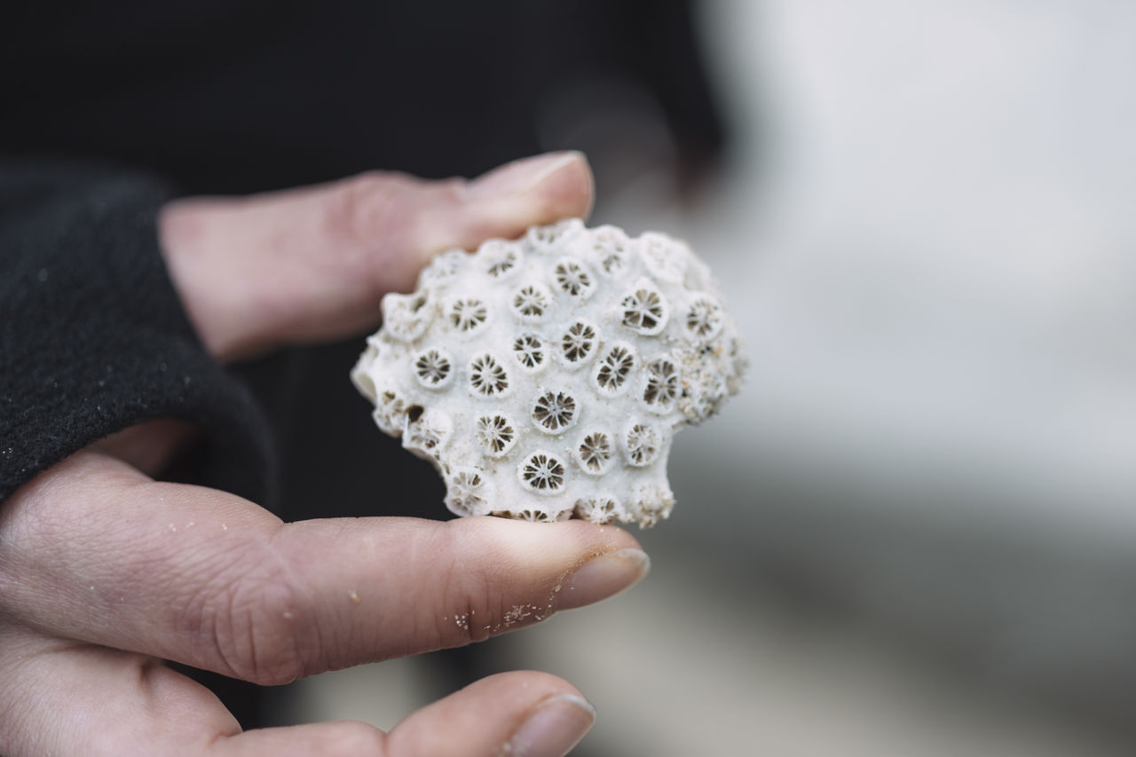 Close-up of hand holding coral