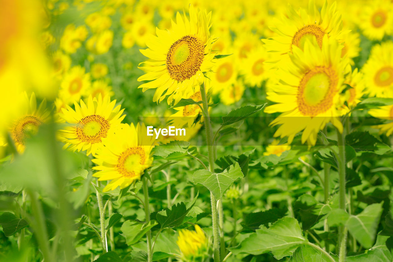 Close-up of yellow flowers