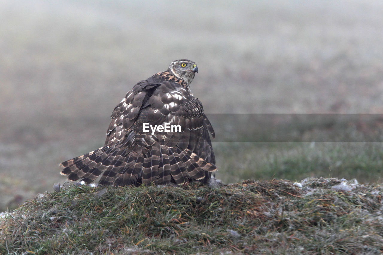 CLOSE-UP OF BIRD PERCHING ON A LAND