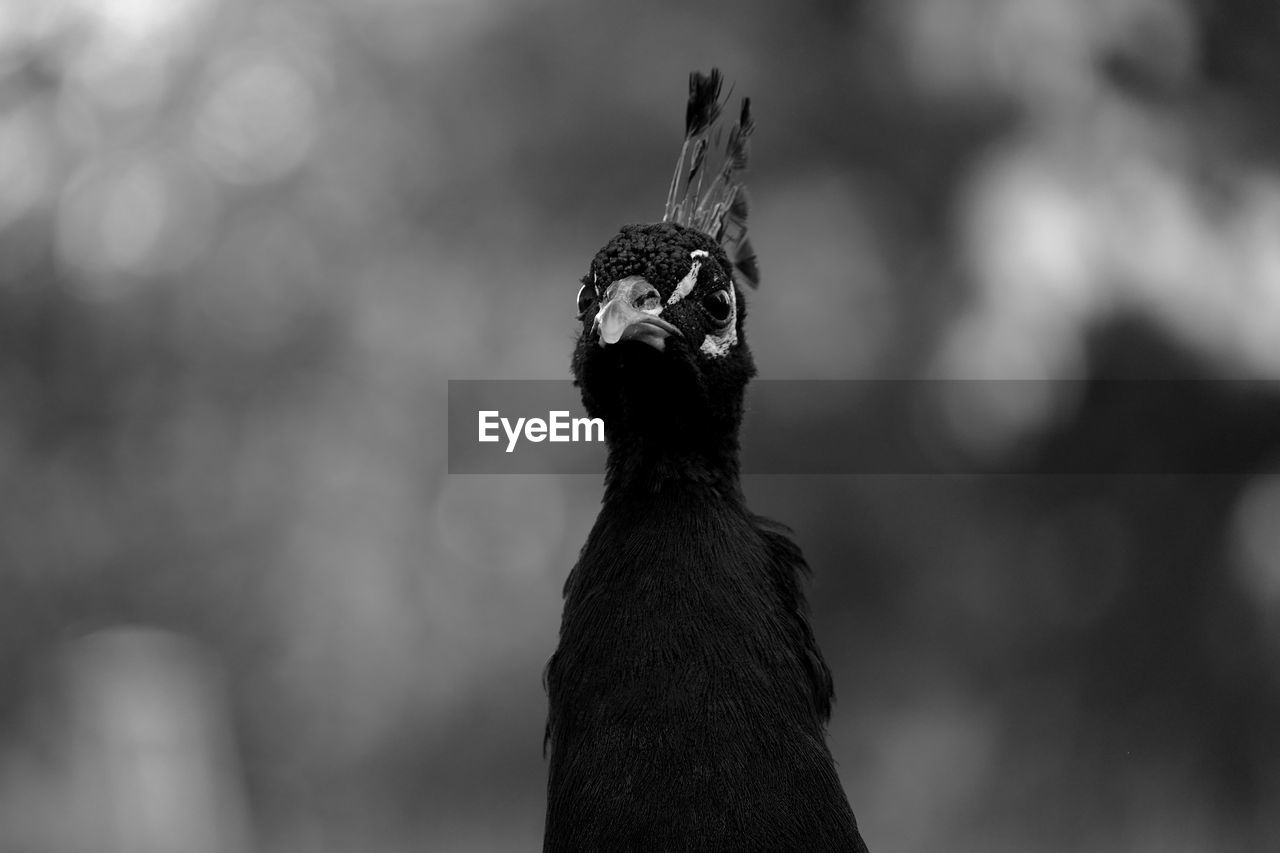 Close-up of peacock