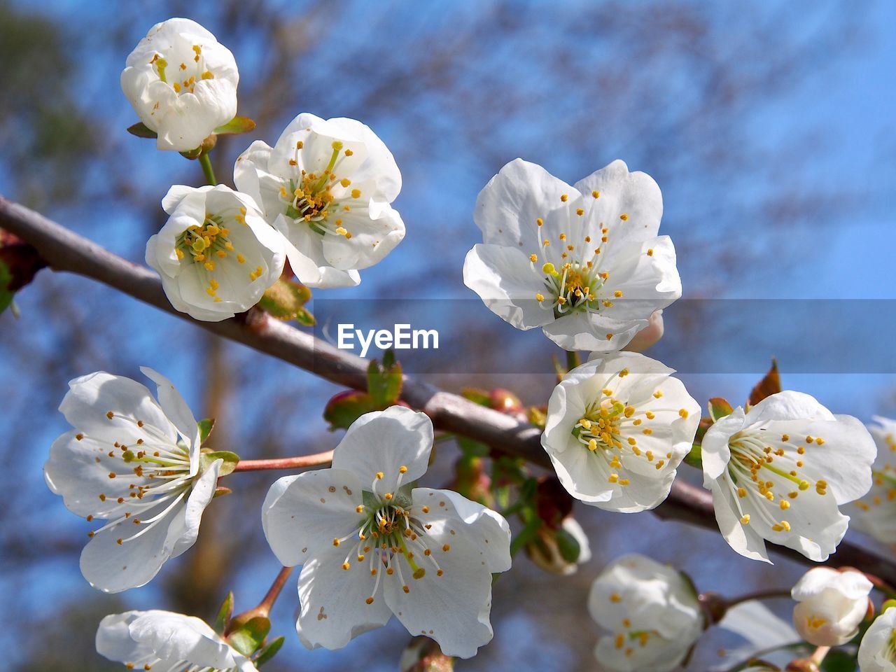 CLOSE-UP OF CHERRY BLOSSOM