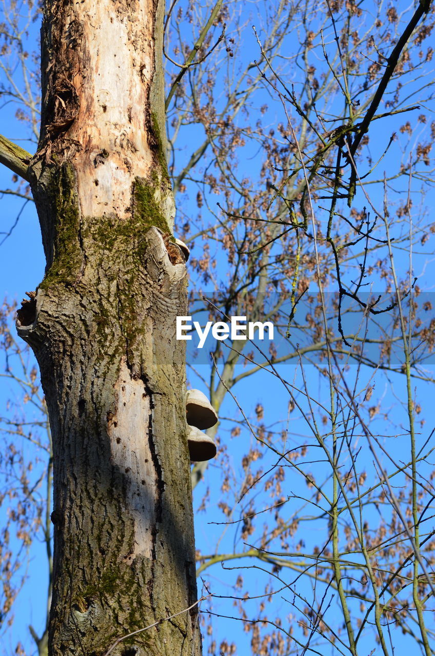 LOW ANGLE VIEW OF BARE TREE AGAINST SKY