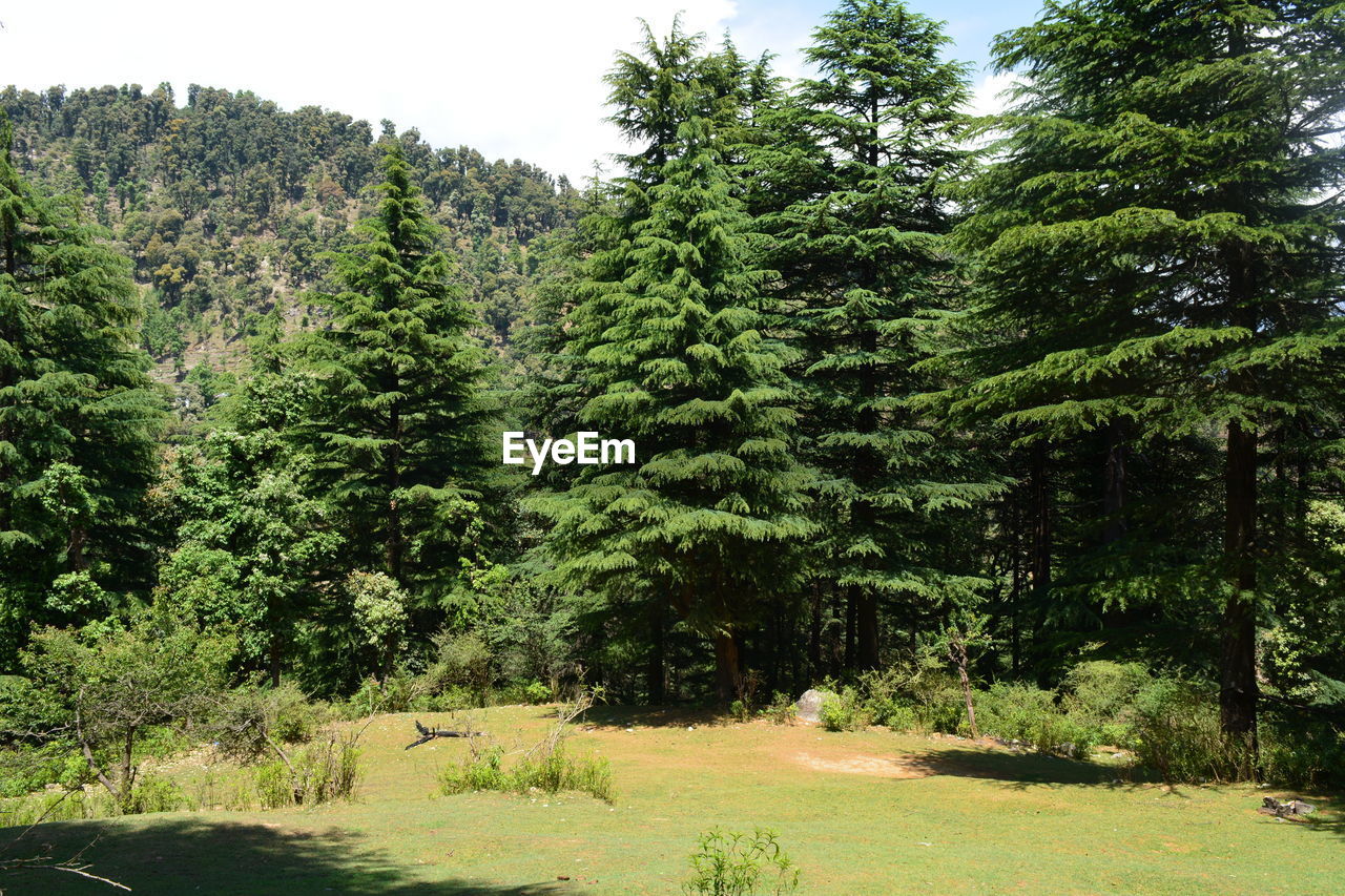 TREES GROWING IN FOREST