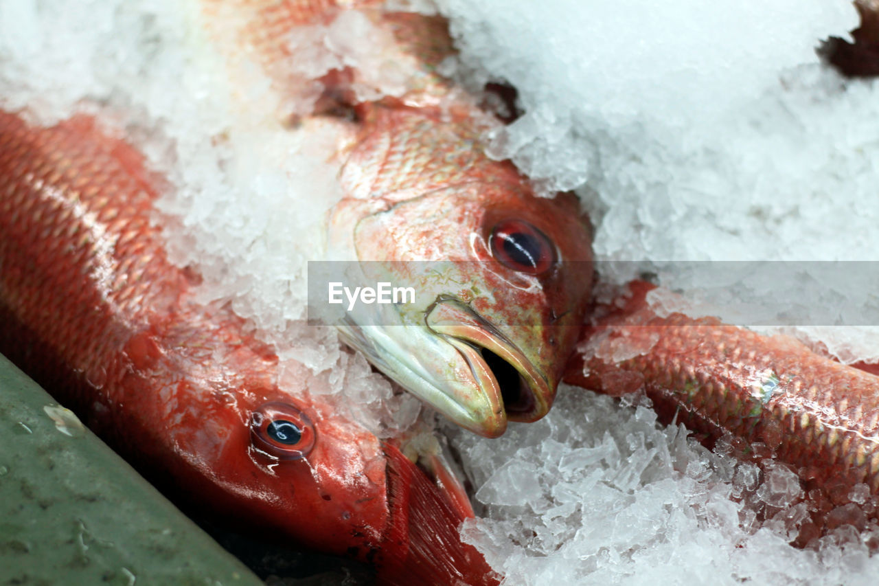 Close-up of fish on ice for sale at market