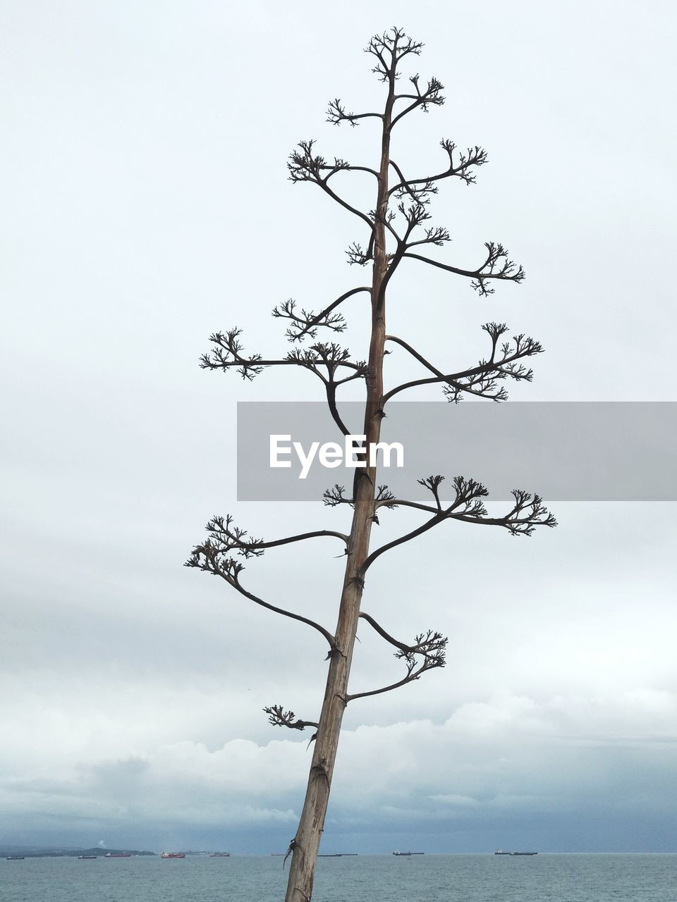 BARE TREE AGAINST SKY