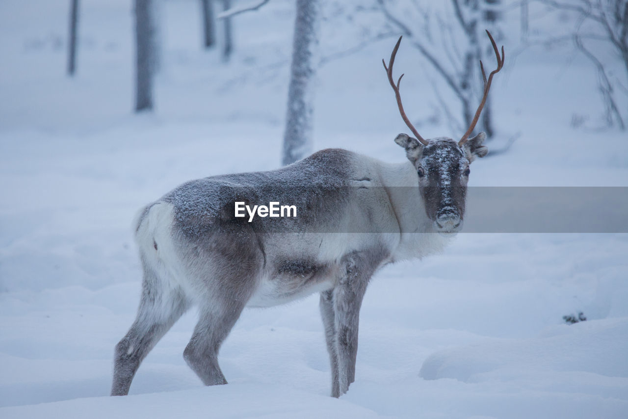 Portrait of reindeer on snow covered ground