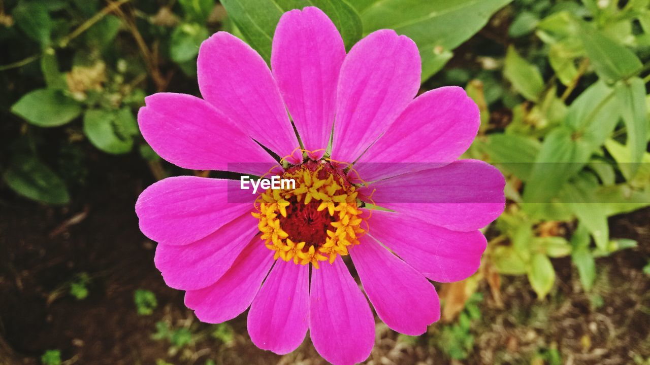 CLOSE-UP OF PINK ZINNIA BLOOMING OUTDOORS