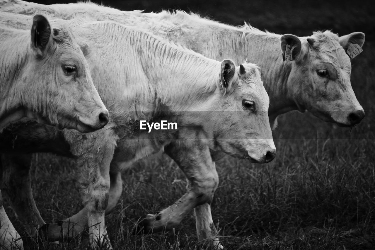 Cows walking on grassy field