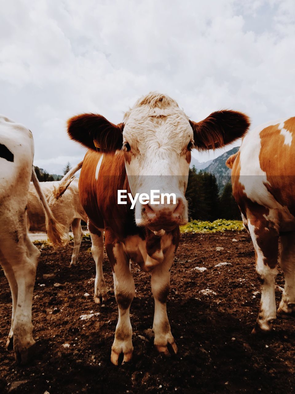 Cows standing on land against sky