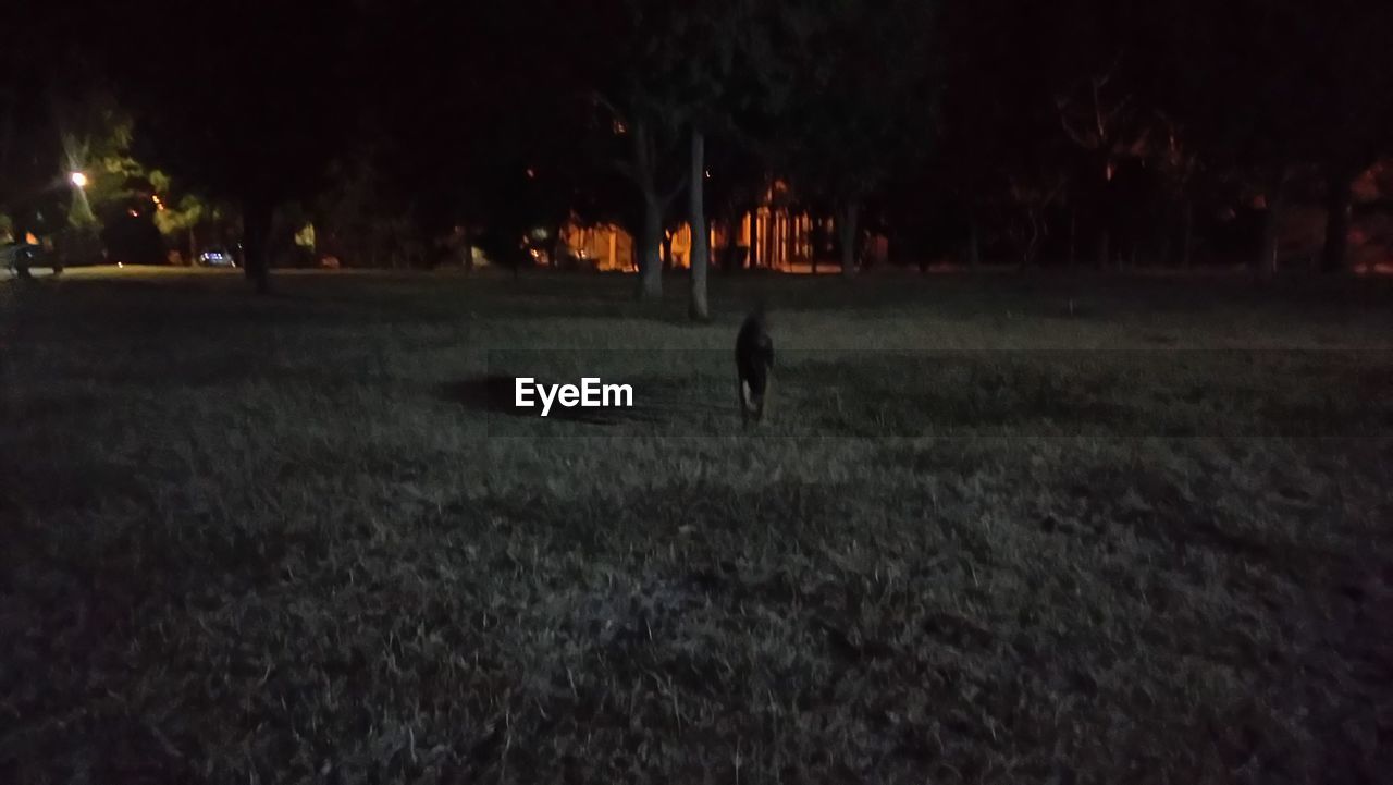 PANORAMIC VIEW OF HORSES AT NIGHT