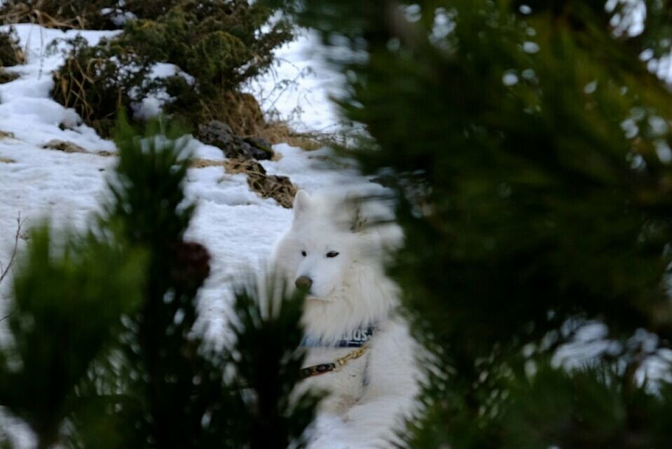 CLOSE-UP OF WHITE FLOWERS
