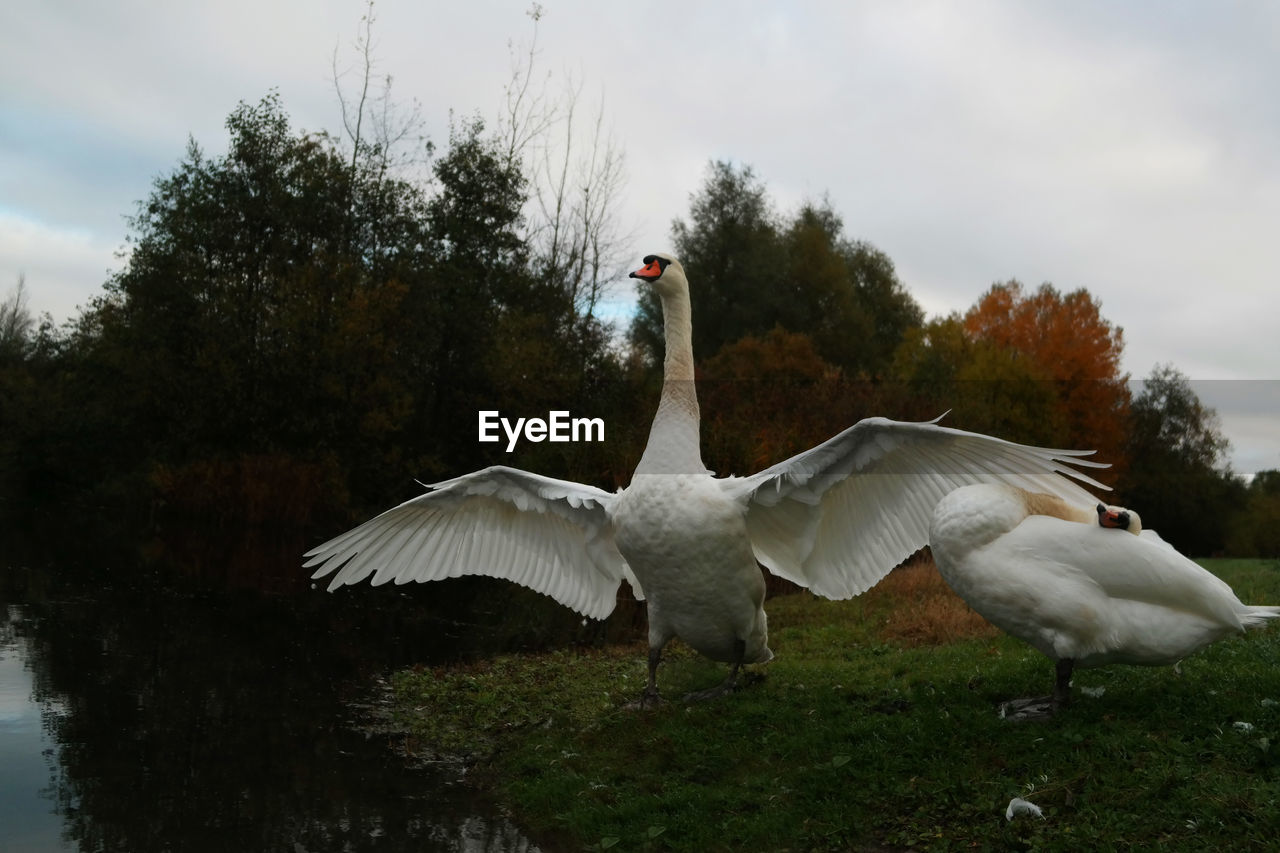SWANS ON LAKE AGAINST SKY