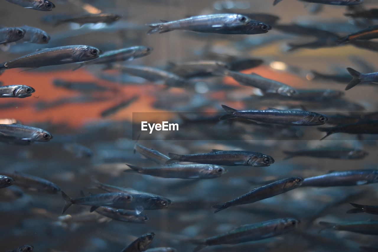 School of fish swimming in tank at aquarium