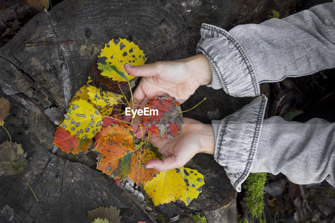 High angle view of person holding autumn leaves