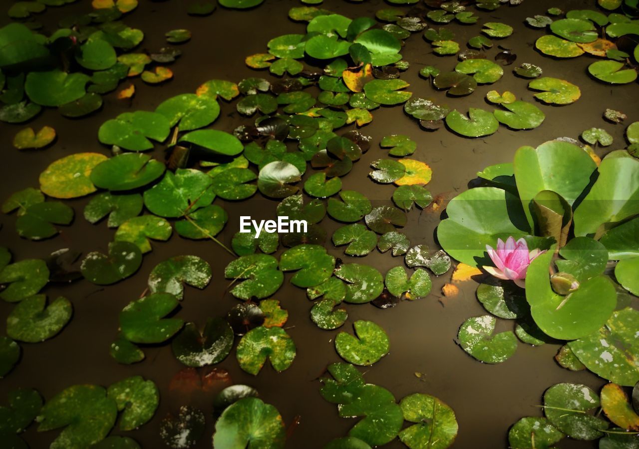 High angle view of water lily and leaves on pond