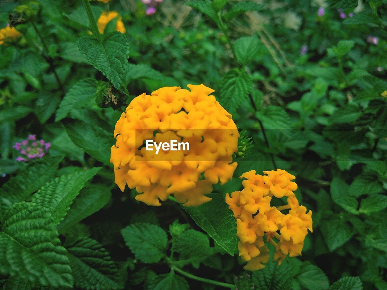 YELLOW FLOWERS BLOOMING OUTDOORS