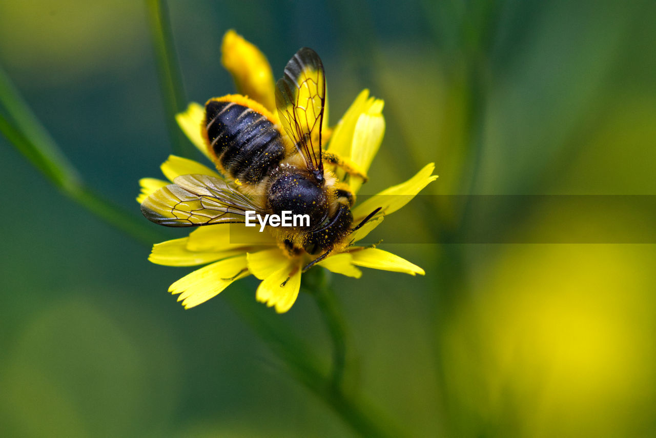 CLOSE-UP OF INSECT ON FLOWER