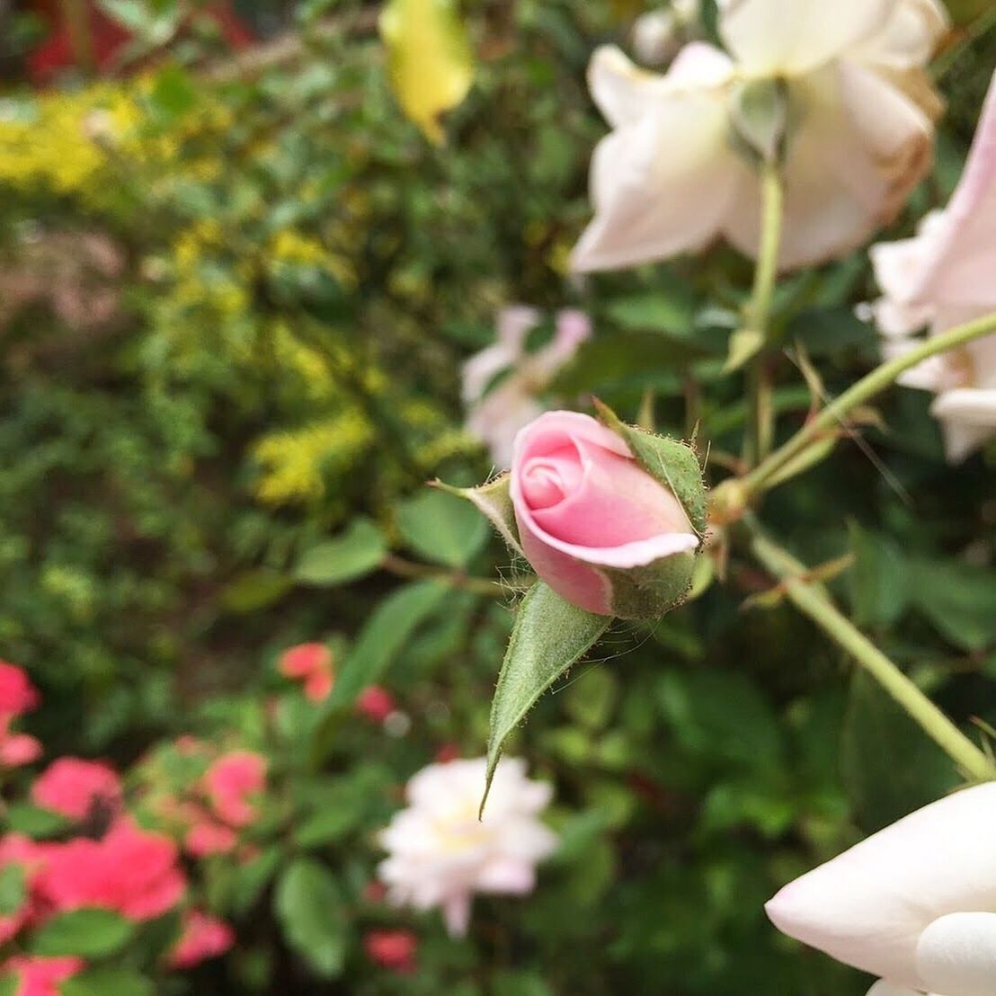 CLOSE-UP OF PINK FLOWER