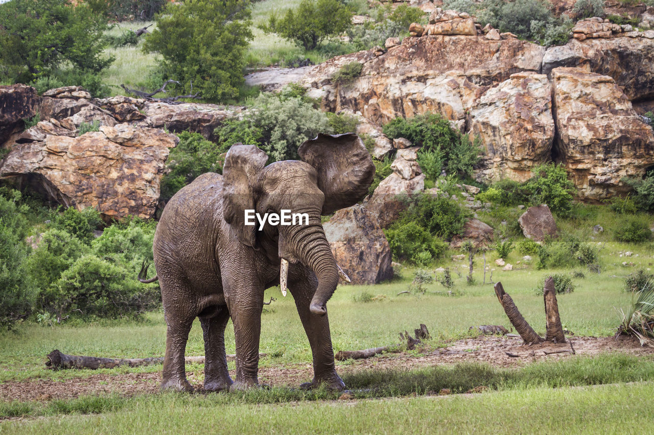 ELEPHANT ON LAND