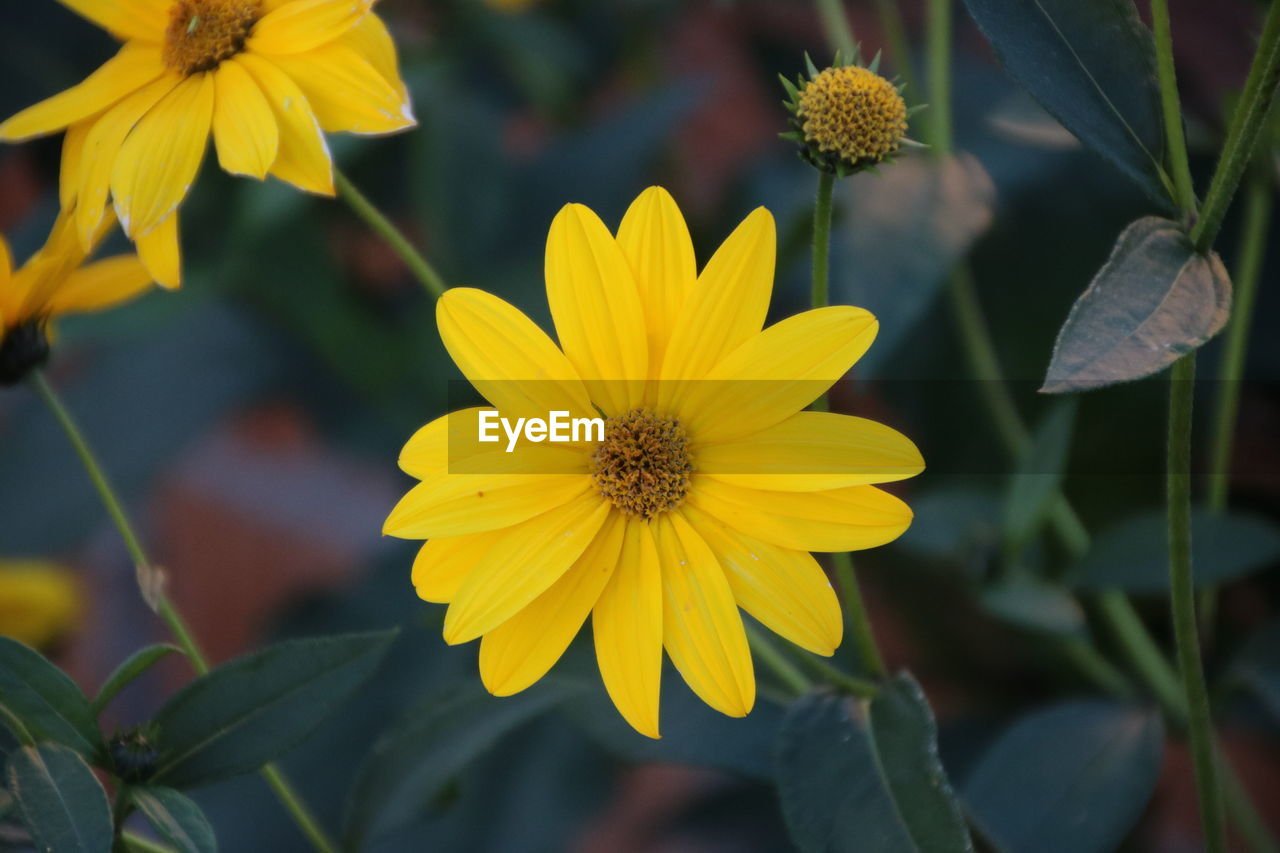 Close-up of yellow flowers blooming outdoors