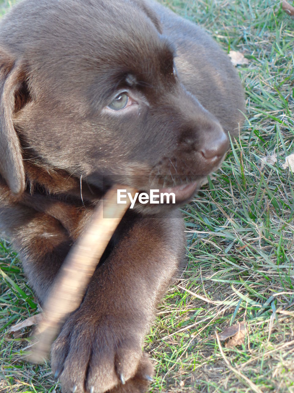 CLOSE-UP OF PUPPY ON GRASS