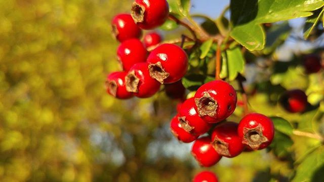 CLOSE-UP OF RED LEAVES ON TREE