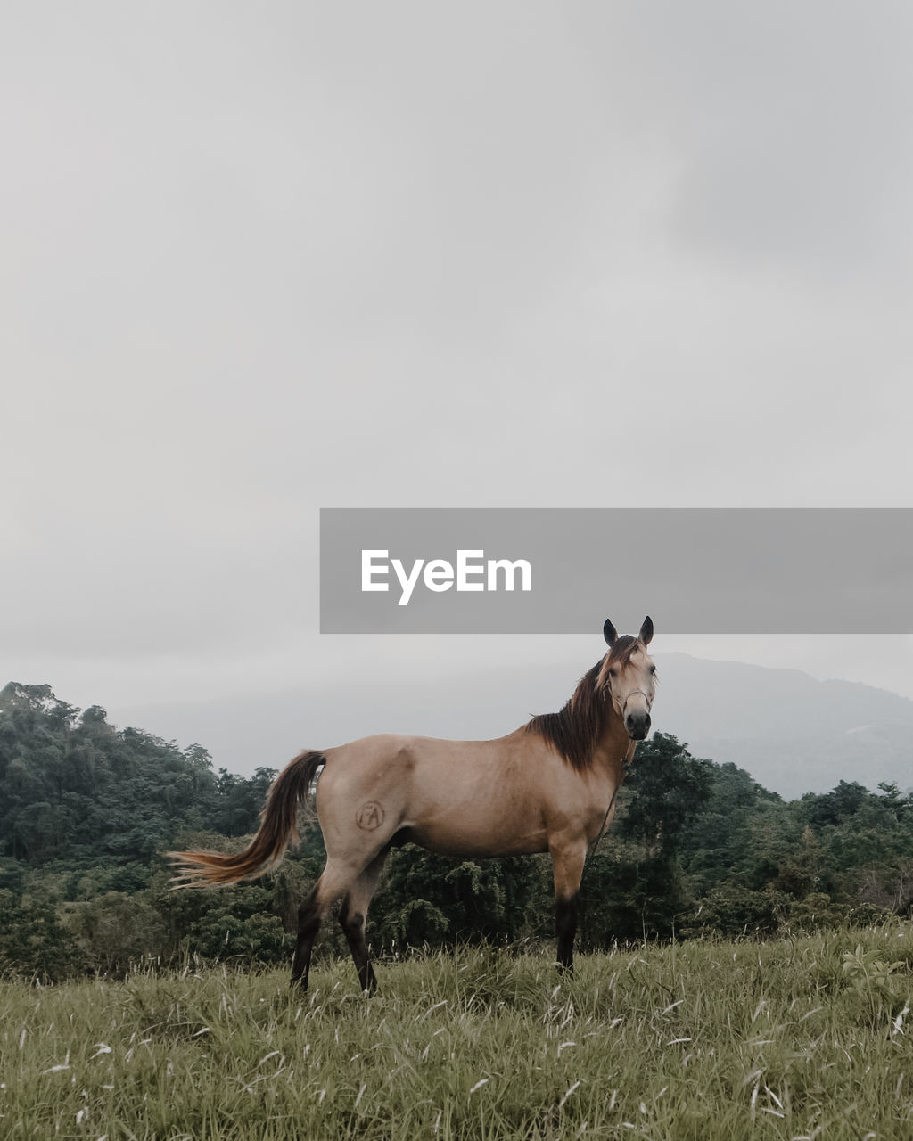 Side view of horse standing on field against sky