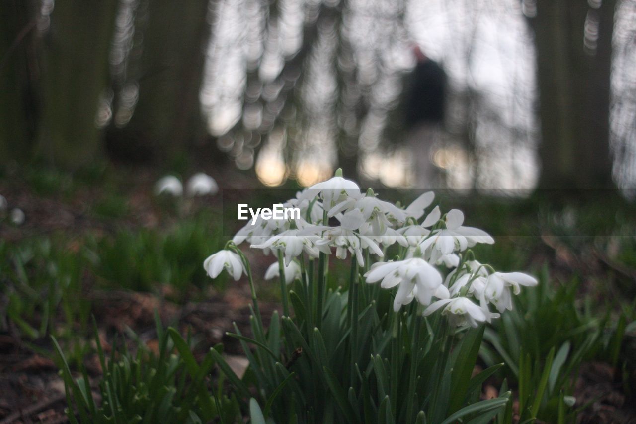 CLOSE-UP OF WHITE FLOWERS