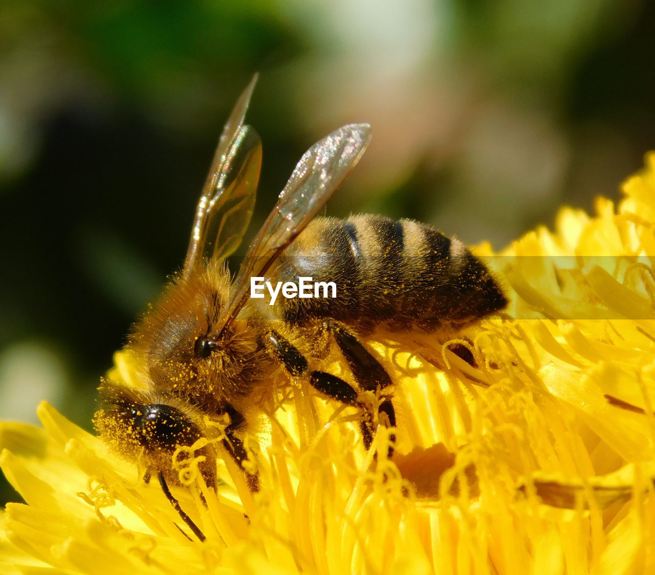 BEE POLLINATING ON FLOWER