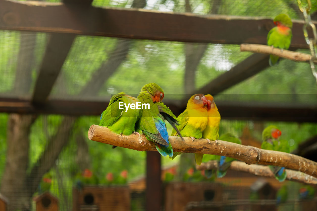 animal themes, animal, bird, parrot, pet, animal wildlife, group of animals, parakeet, perching, tree, green, wildlife, nature, branch, two animals, no people, multi colored, plant, focus on foreground, beak, outdoors, animals in captivity, tropical bird, beauty in nature