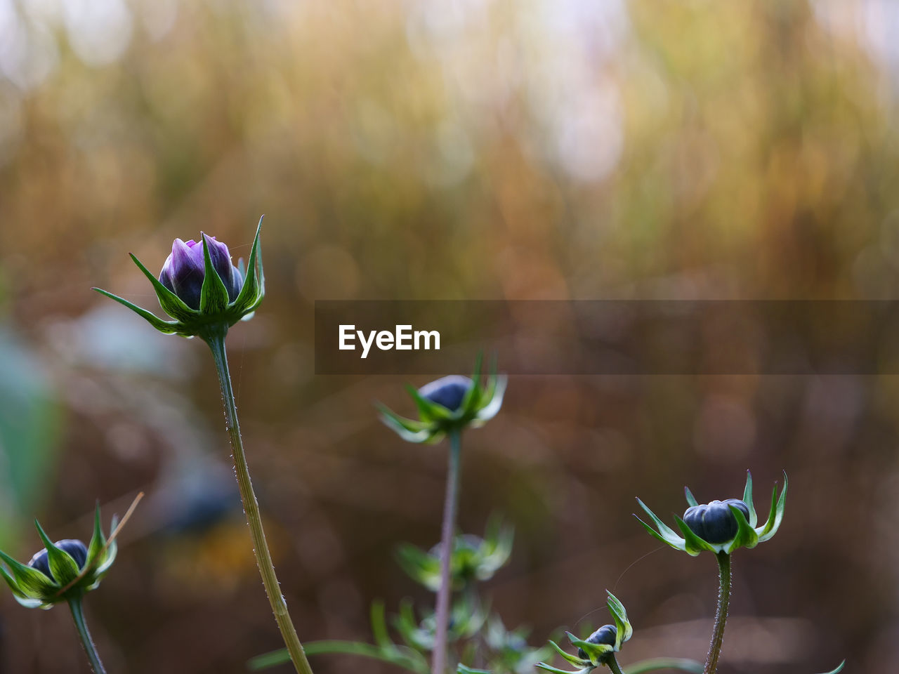 CLOSE-UP OF FLOWERING PLANT