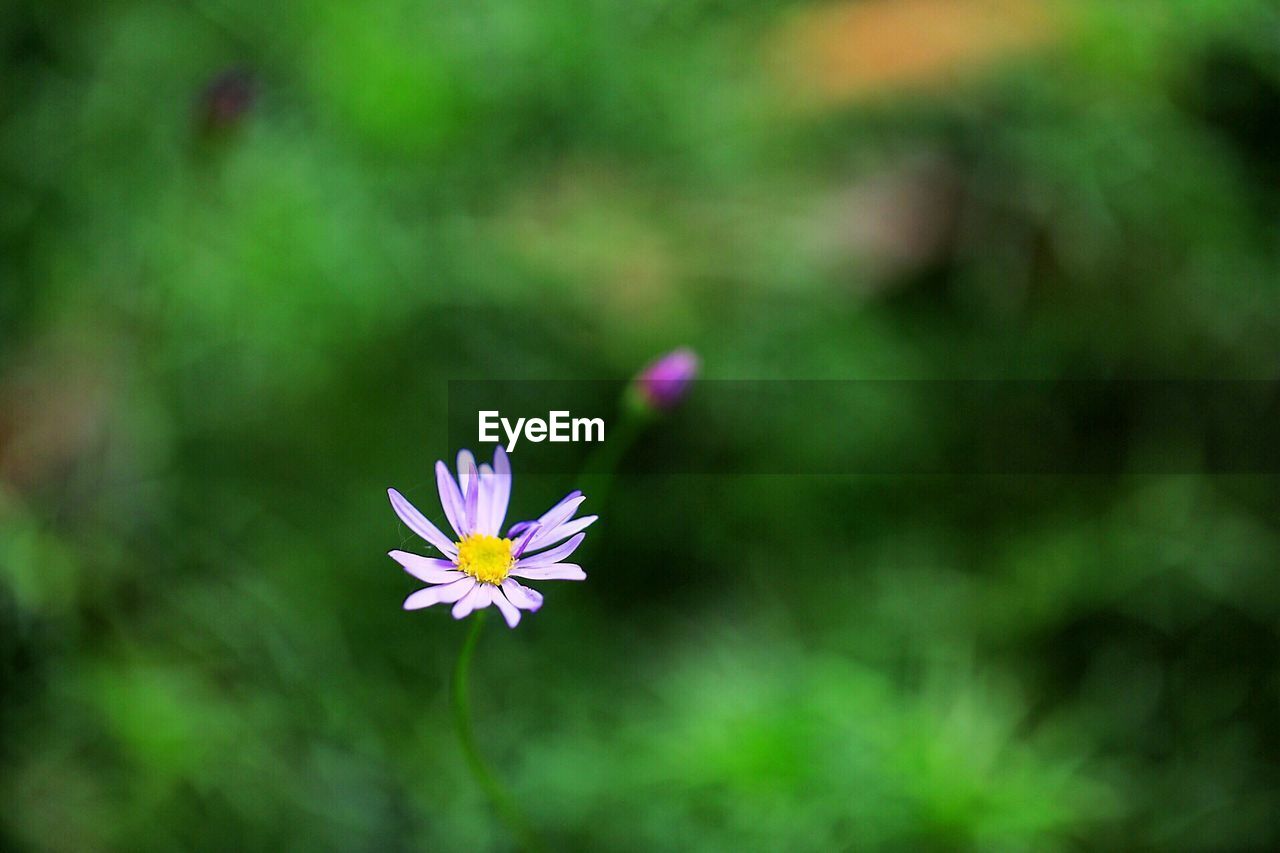 Close-up of purple flowering plant