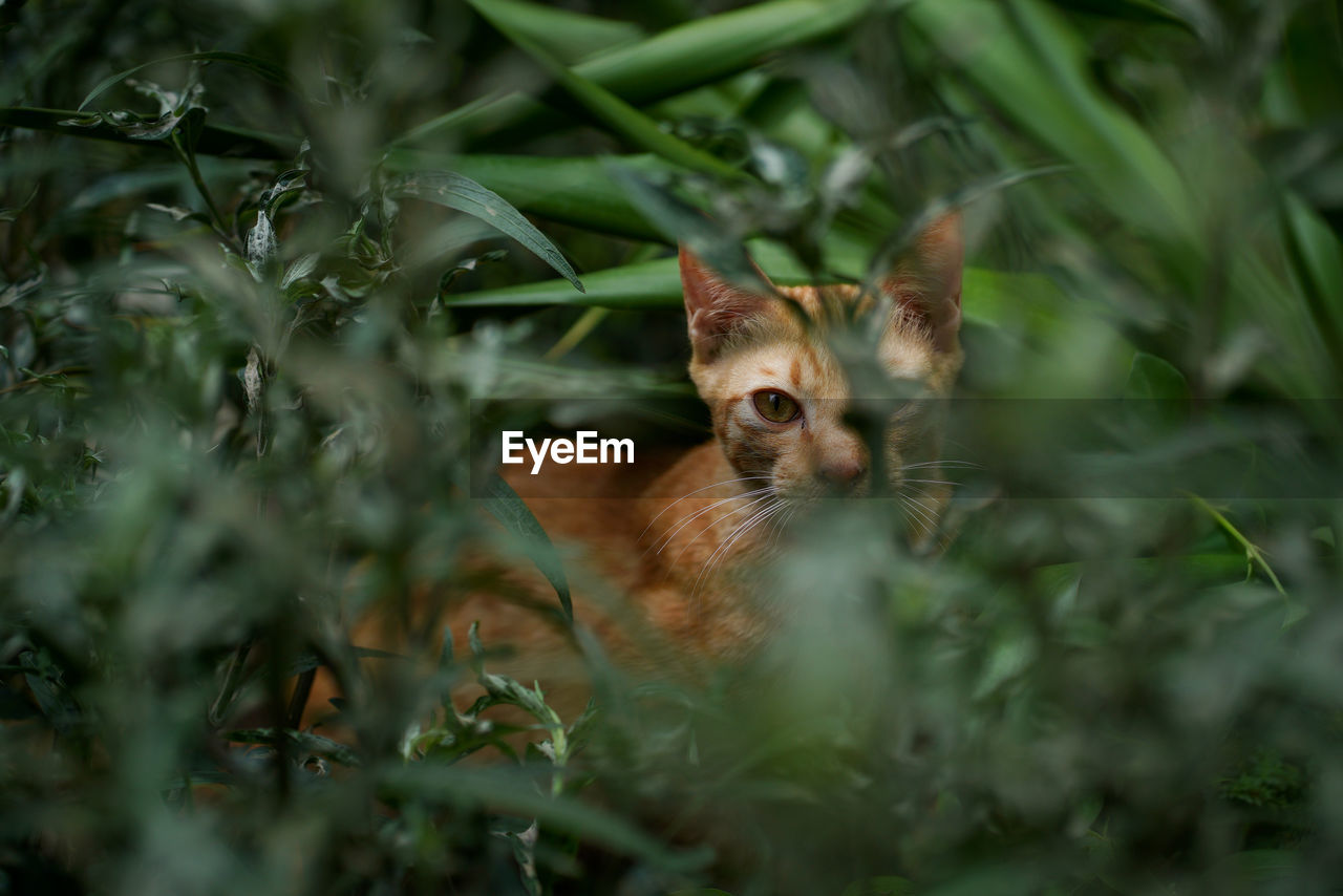 Orange cat in bush looking at camera.