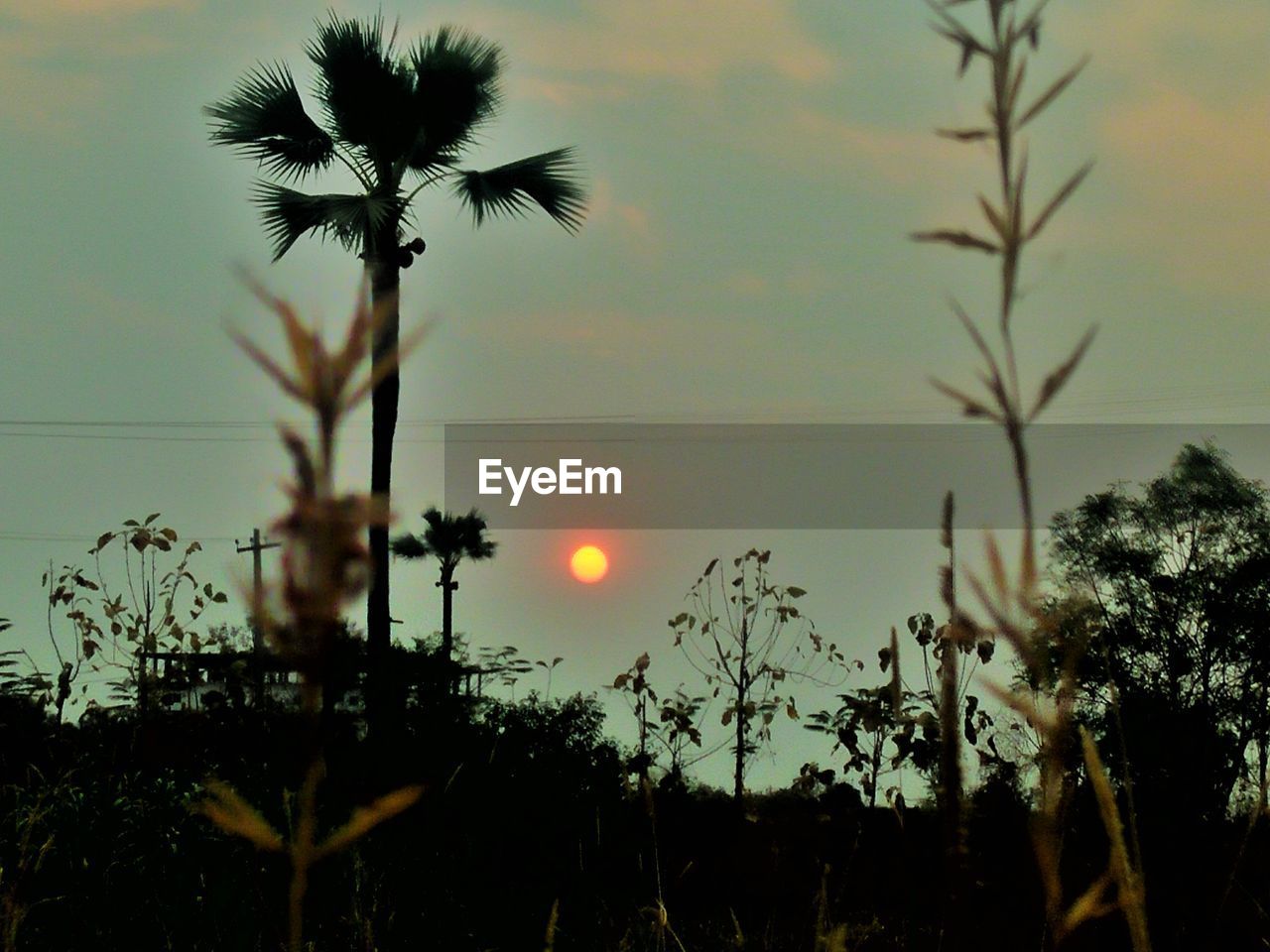 CLOSE-UP OF SILHOUETTE PALM TREE AGAINST SKY AT SUNSET