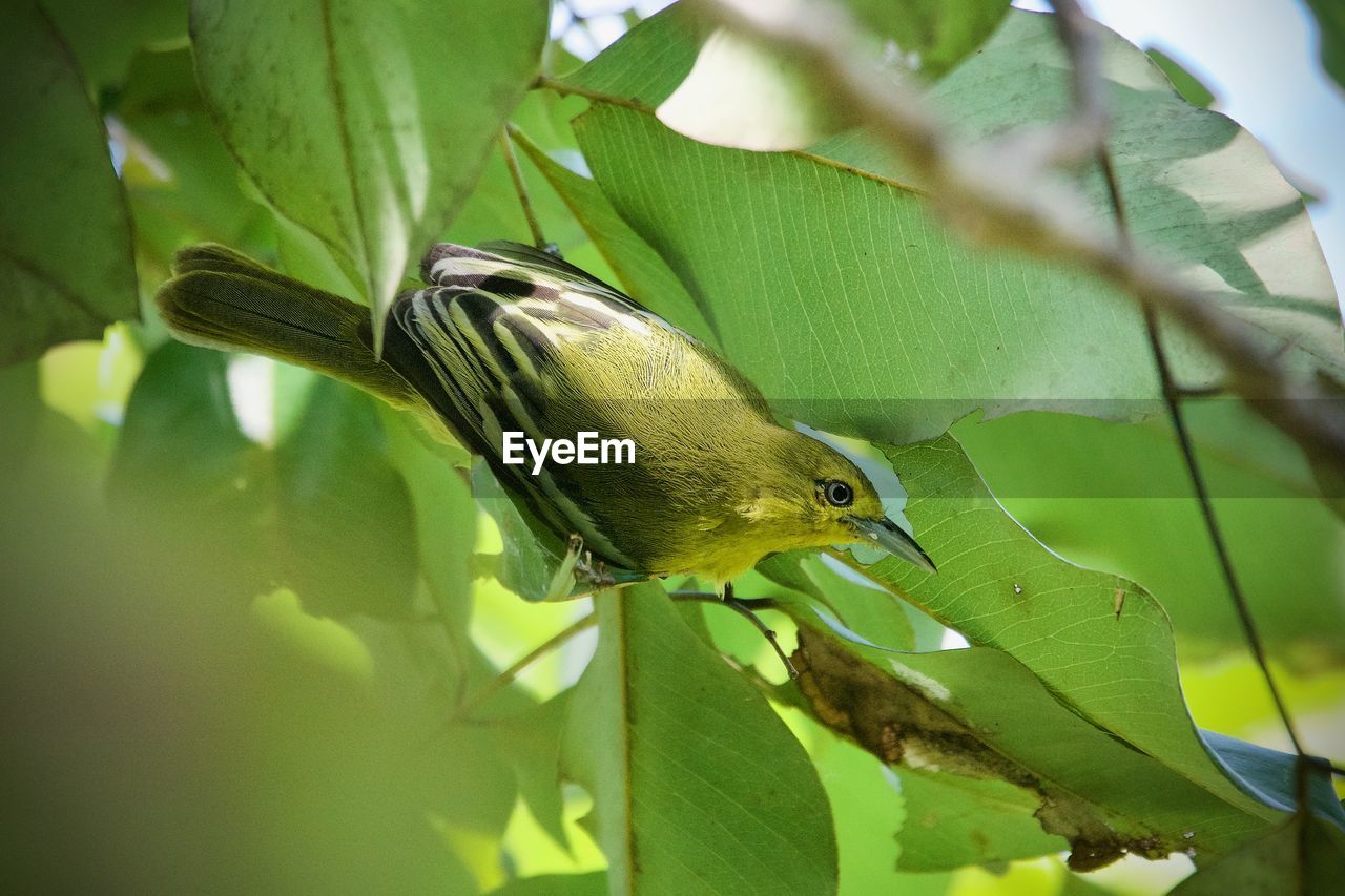 Common iora perched in tree