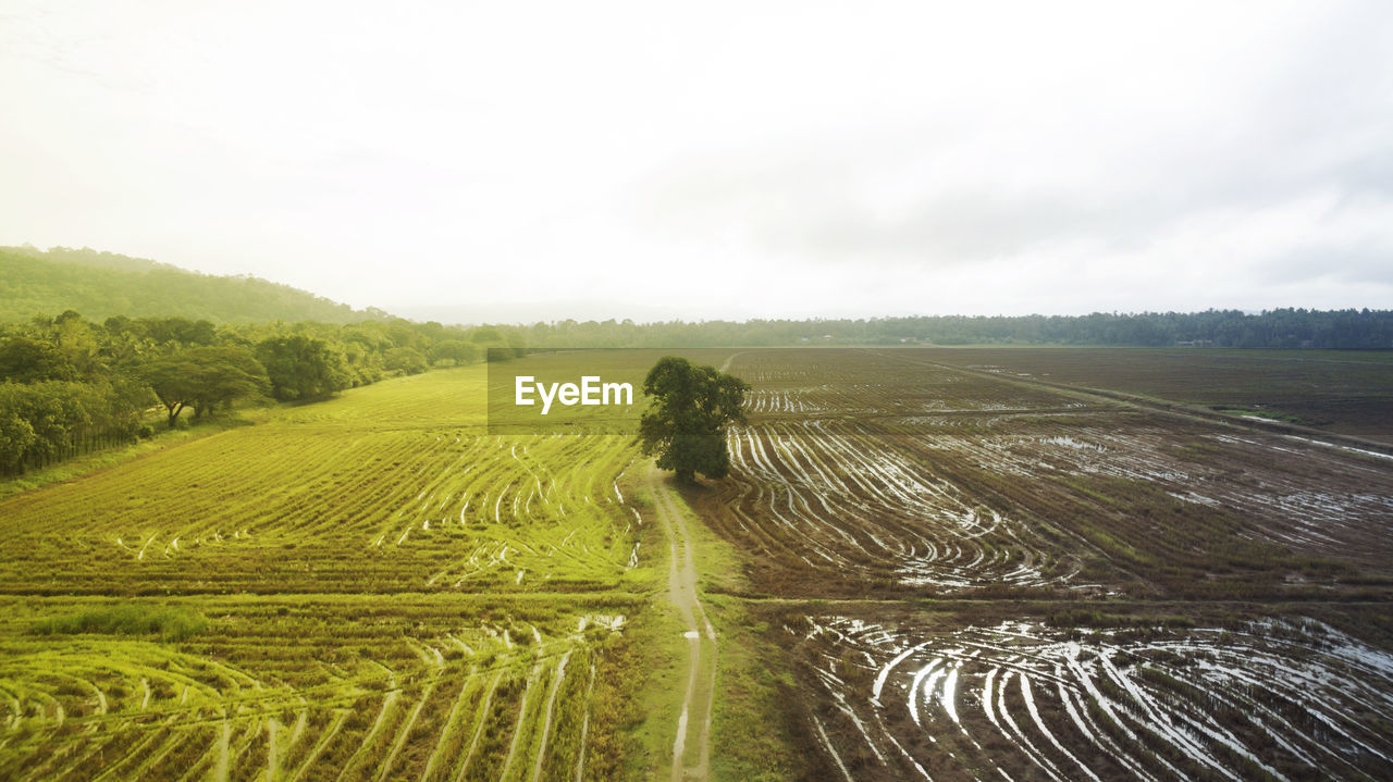 Scenic view of agricultural field against sky