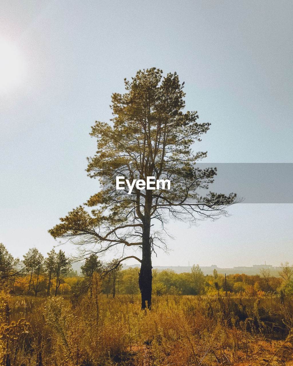 Tree on field against clear sky