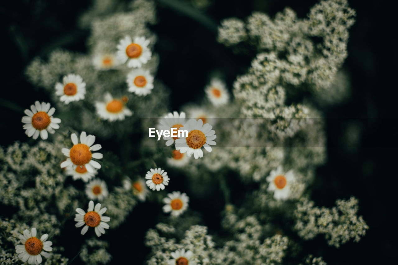 Close-up of daisy flowers on field