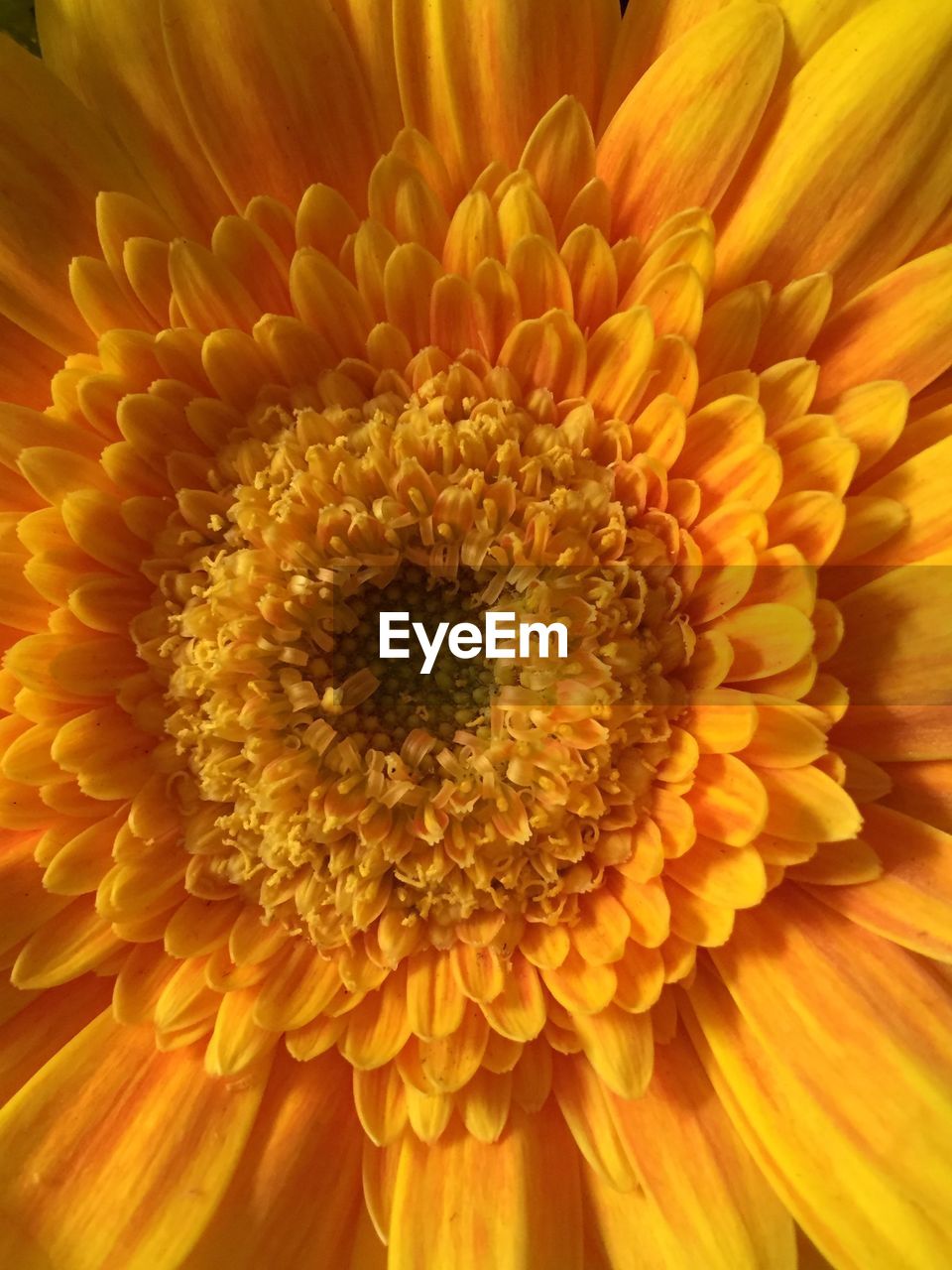 Close-up of yellow flower