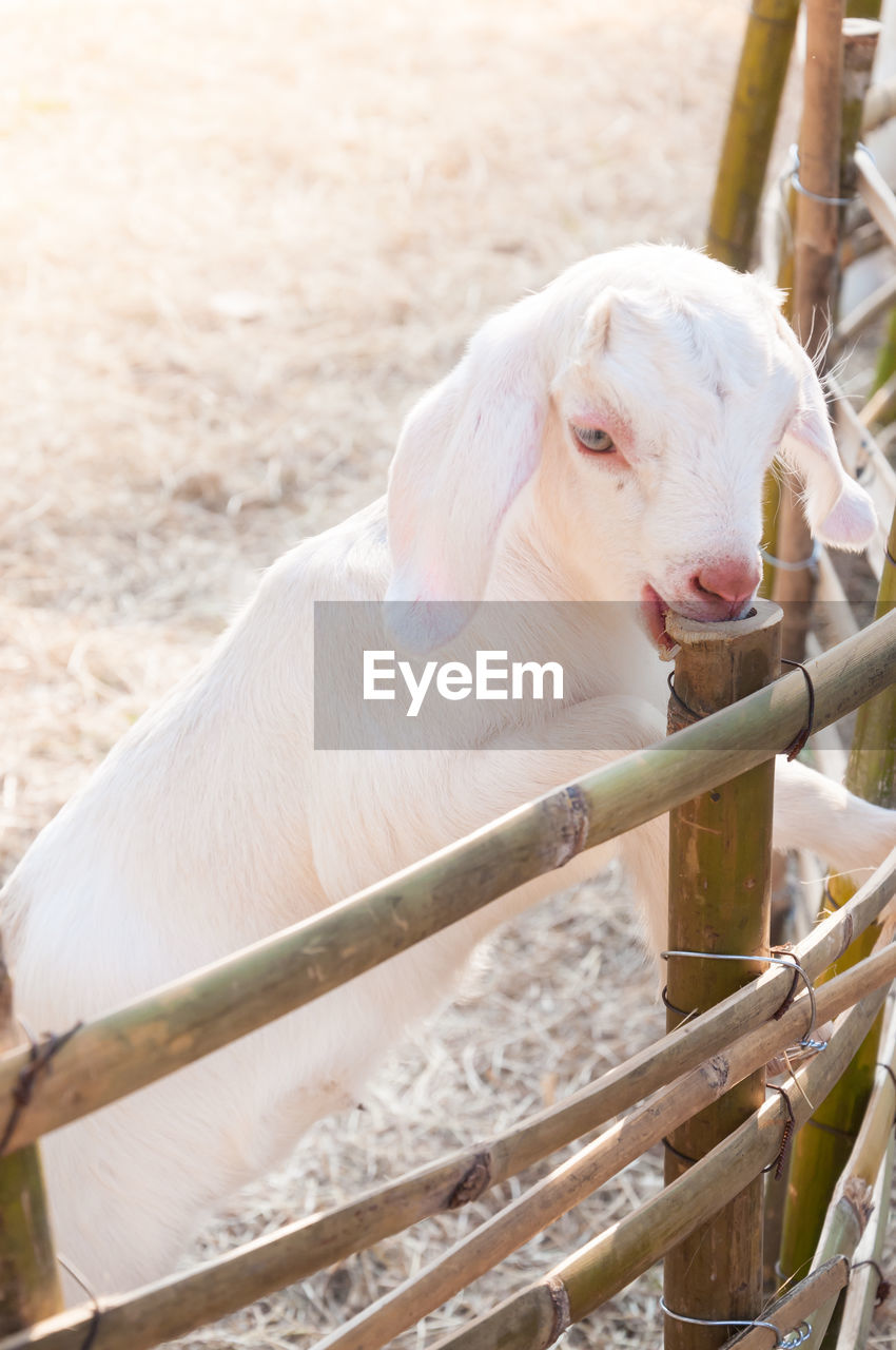 White baby goat playing with bamboo fence ,close up of white goats in farm,baby goat in a farm