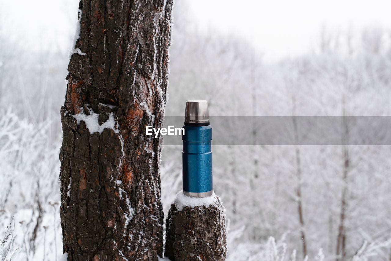 close-up of snow on tree trunk